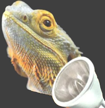 Reptile Heating & Lighting