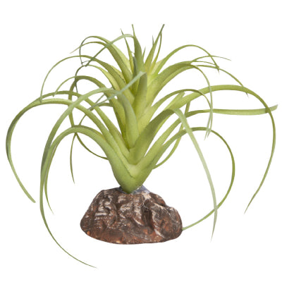 Reptile Plant Mini Exserta Green With Ceramic Base