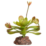 Reptile Plant Mini Aeonium Green With Ceramic Base