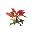 Crimson Leaf Burst On Branch 30cm