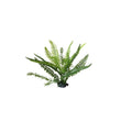 Boston Fern Upright L 30cm