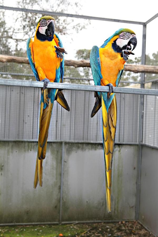 Aquabird Toowoomba