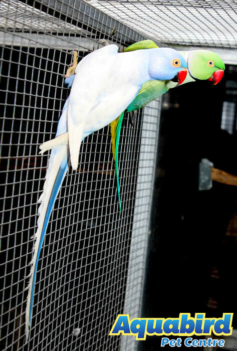 Aquabird Toowoomba