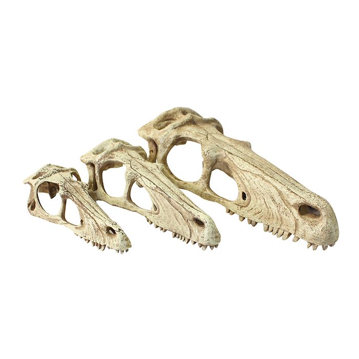 Komodo Raptor Skull Large