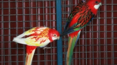 Aquabird Toowoomba