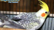 Aquabird Toowoomba