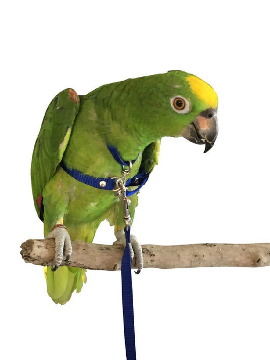 Mcdonald Bird Harness & Lead - Jumbo