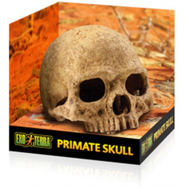 Primate Skull - Large